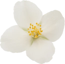 Jasminblüte