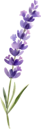 Lavendel