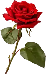 Bulgarische Rose