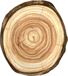 Weißholz